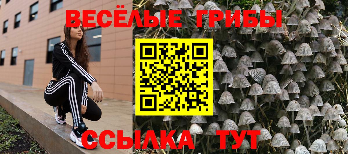 Галлюциногенные грибы Cubensis  Псилоцибиновые грибы прущие грибы  Скопин  наркошоп  Вход с VPN 