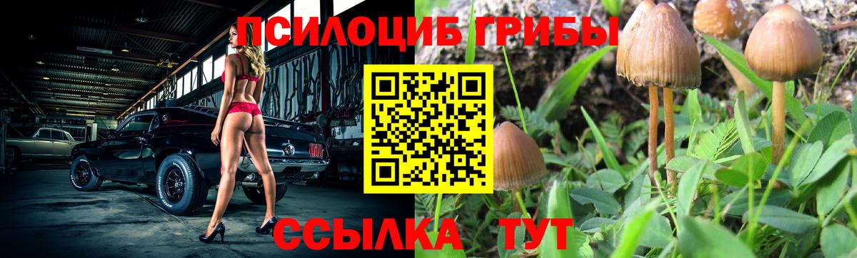 Галлюциногенные грибы Psilocybe Скопин